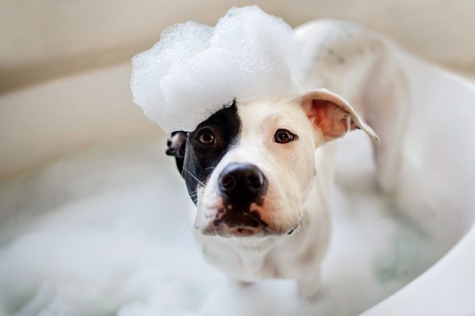 How Often You Need to Wash Your Dog, According to Professional Dog Groomers