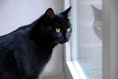 black-cat