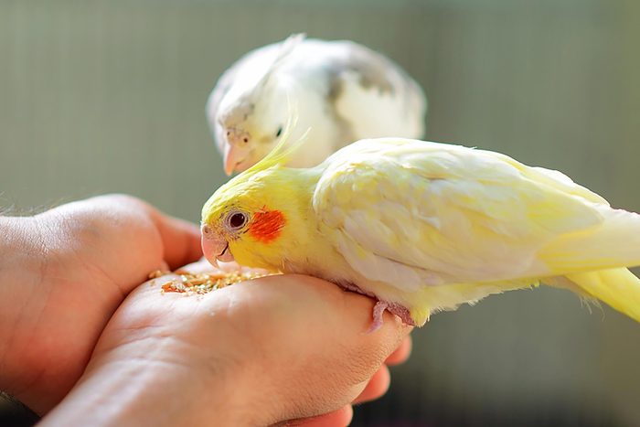 birds