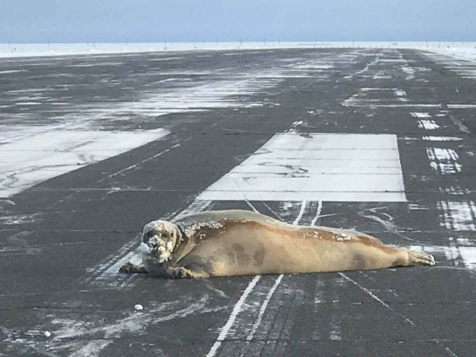 seal