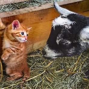 cute orange kitten and black and white goat eye each other closely