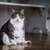 4 Reasons Your Cat Is Cranky