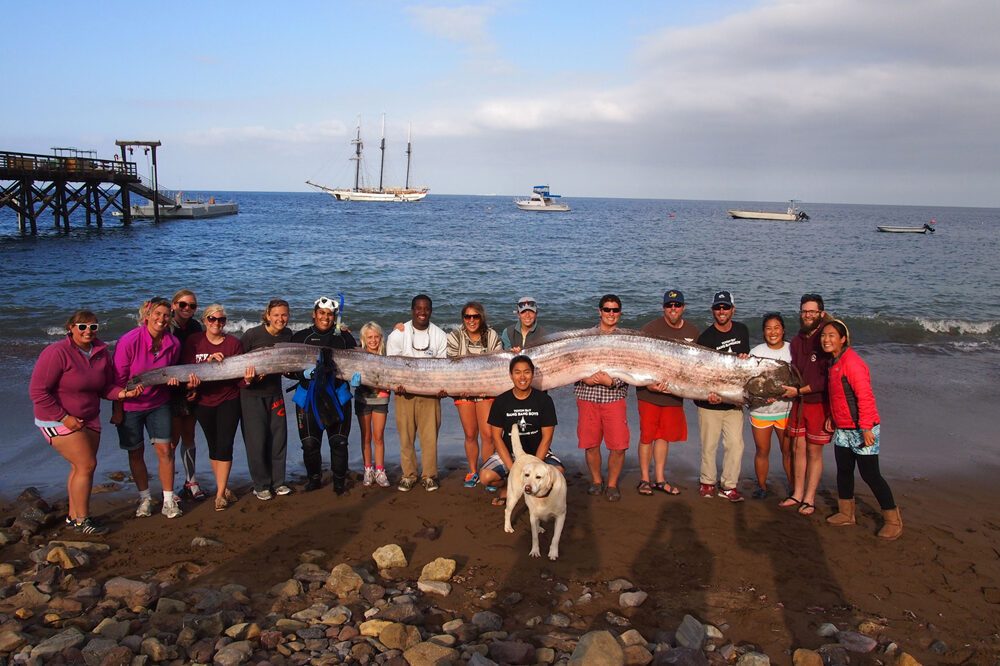 oarfish