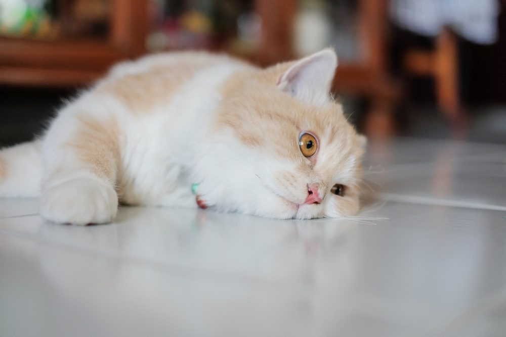 Bored cat (cat, sad)