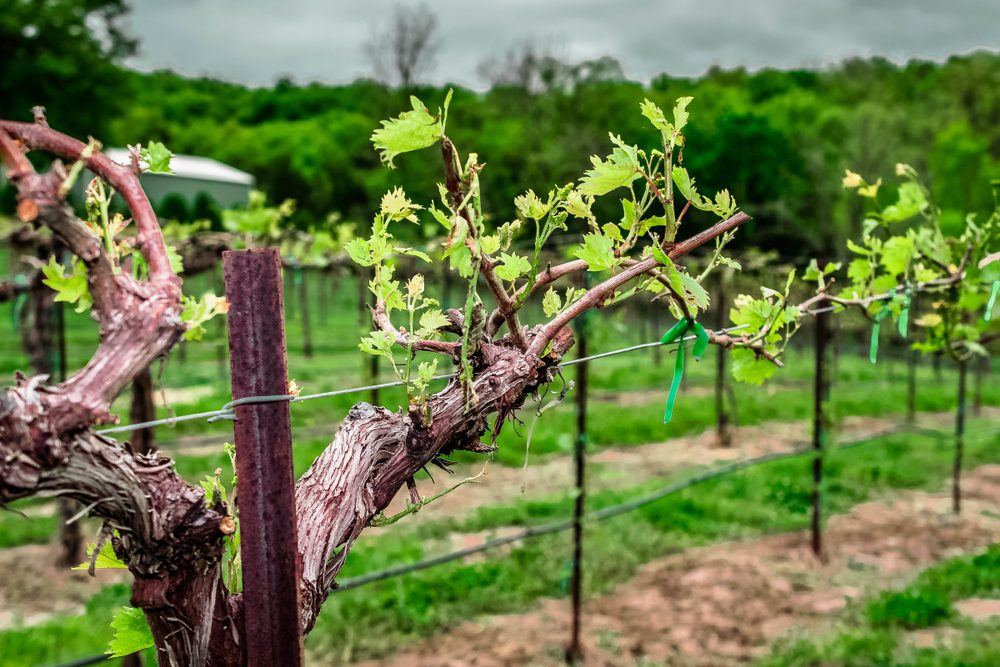 Vineyard in the spring 