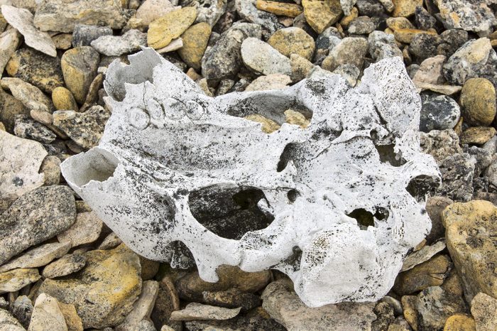 Ancient Walrus skull on a raised beach at Vibebukta 79°22’n 22°36’e, Nordaustlandet, Spitzbergen, Svalbard. At the end of the last glacial period as the ice melted, the weight was lifted off the land, and the depression of the earths crust formed by the weight of the ice was reveresed and the crust started to bounce back in a process called isostatic rebound, leaving the formed coastline high and dry. Some of the ancient whale bones have been dated at 10,000 years old and are now up to 40 metres above current day sea levels. The Walrus washed ashore dead on an ancient coastline that is now well above todays coast.