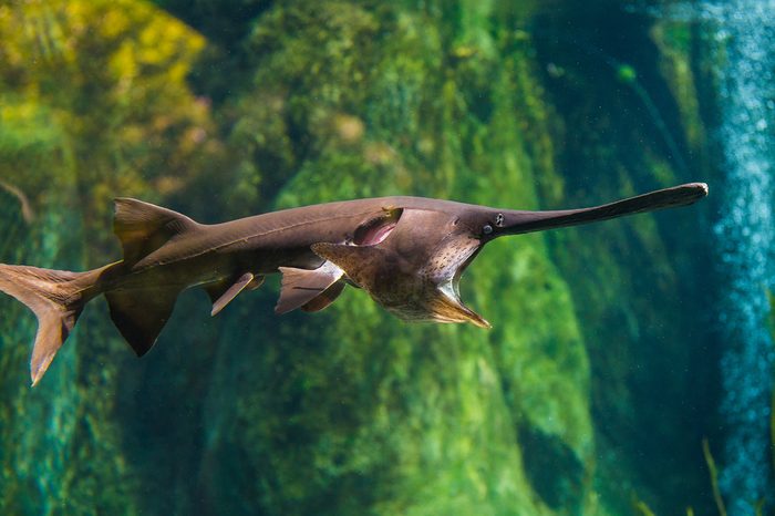 The Mississippi Paddlefish