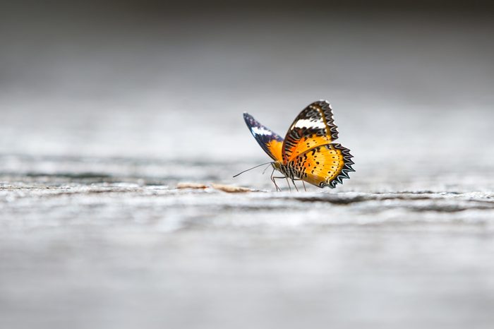 butterfly backgrounds