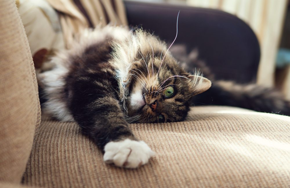 vinegar uses keep cat away