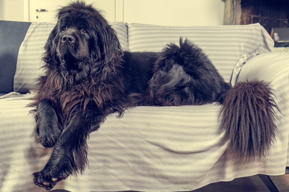 Big Newfoundland dog lies and rests at home on the sofa. Shallow depth of field 