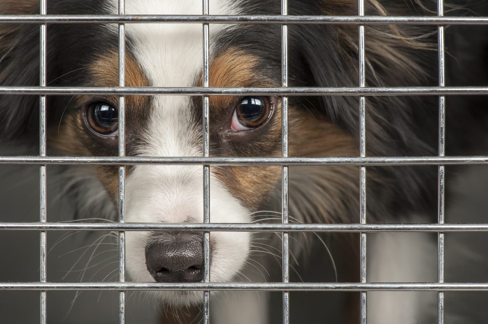 Closeup of a dog looking through the bars of a cage