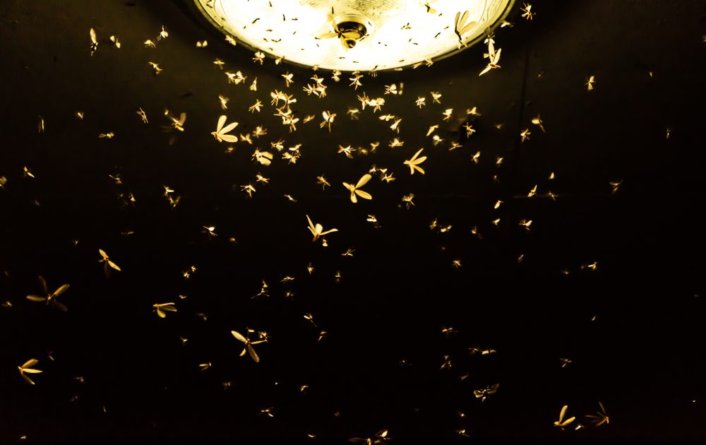 vinegar uses trap to lure flying insects
