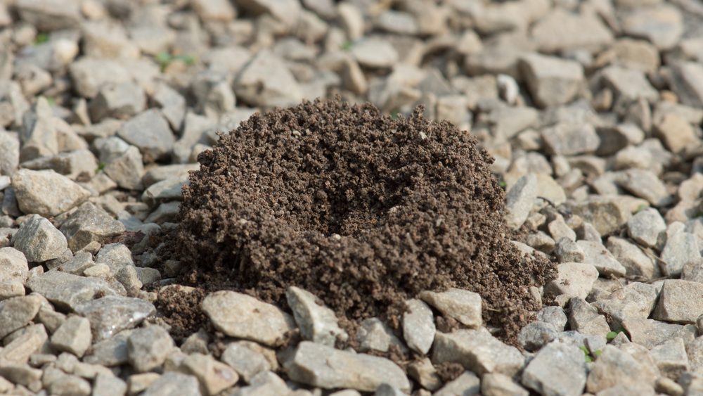 vinegar uses get rid of ants