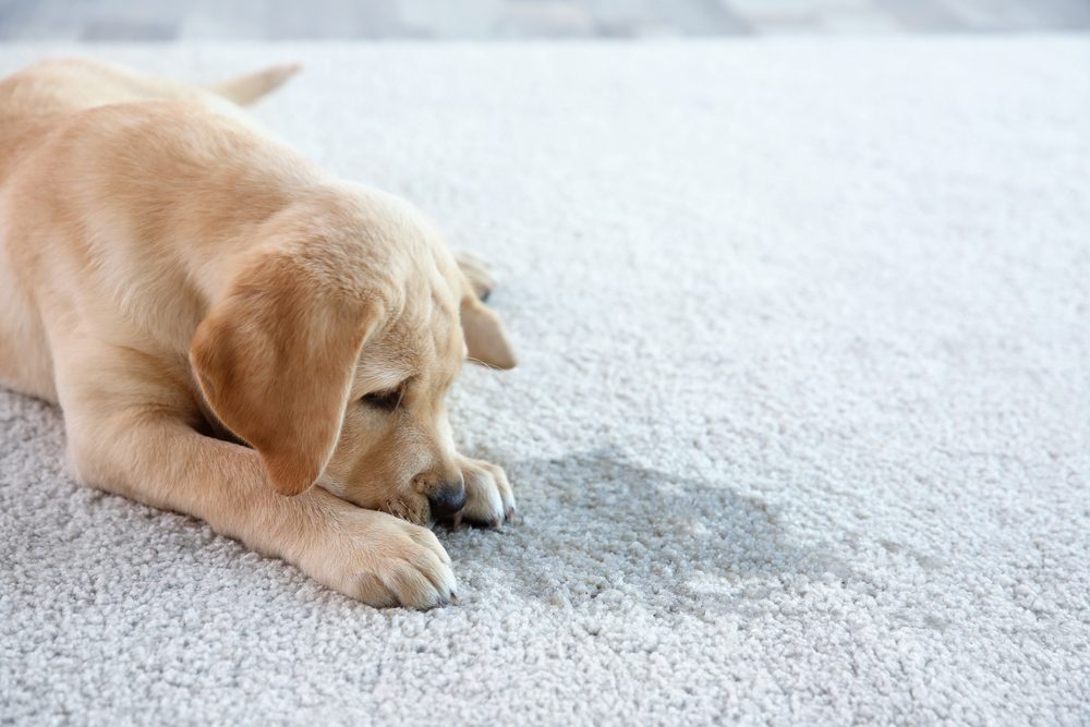 White vinegar for cleaning pet accidents dog pee