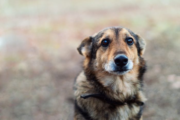 stray dog with very sad smart eyes