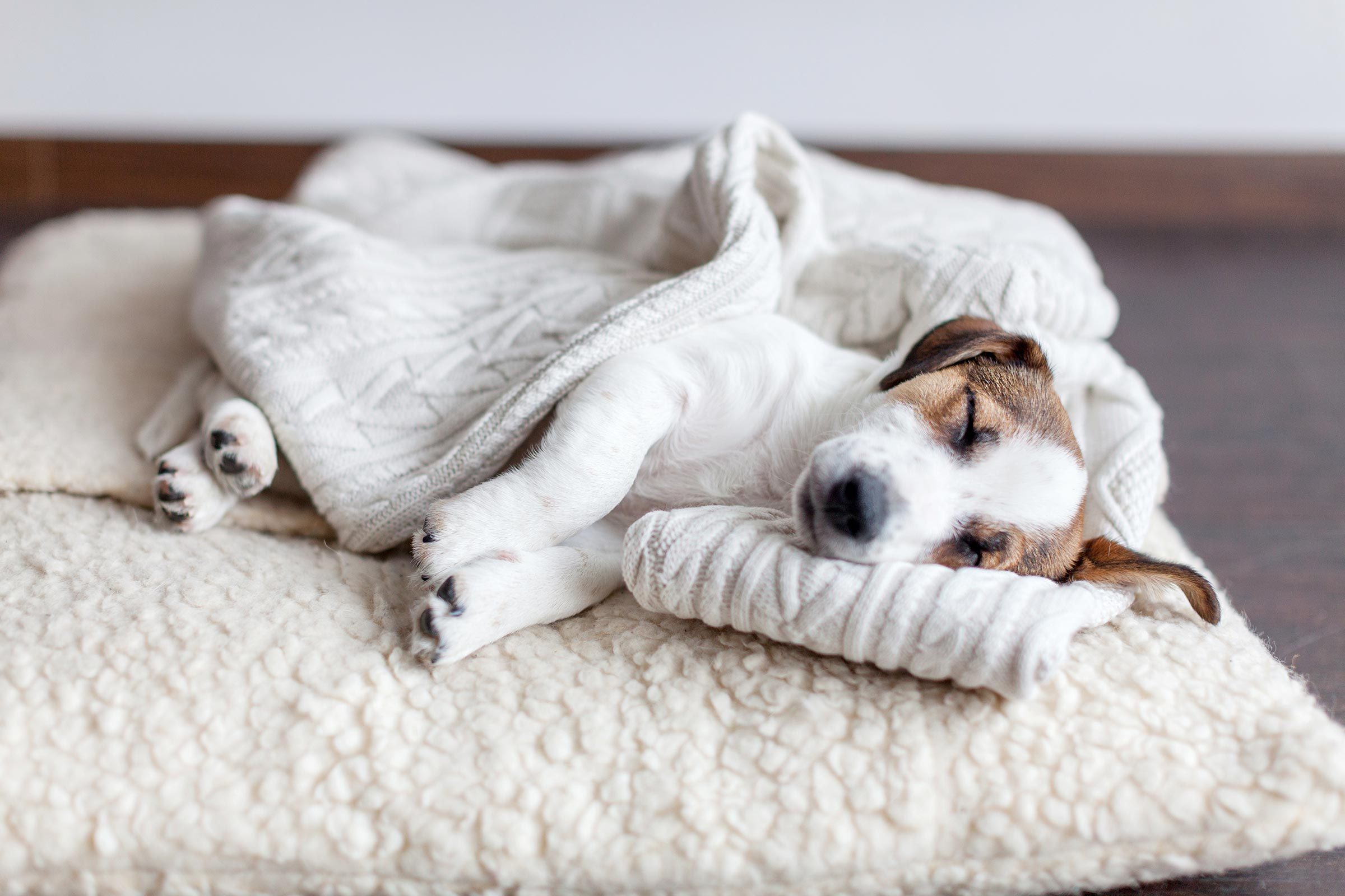 dog sleeping in his bed