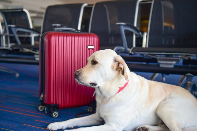 The 10 Best Airlines to Fly with Your Pets