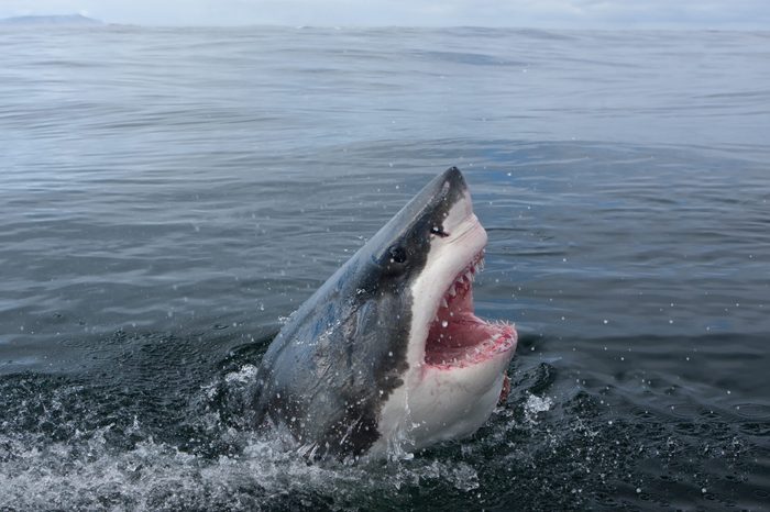 Great white shark, Carcharodon carcharias