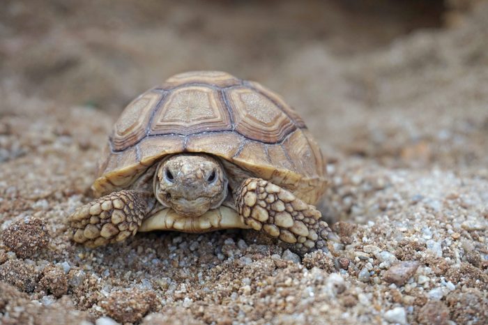 Close up African spurred tortoise resting in the garden, Slow life ,Africa spurred tortoise sunbathe on ground with his protective shell ,Beautiful Tortoise,Geochelone sulcata