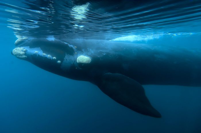 Argentina Whales - 11 Aug 2017