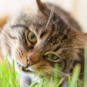 Cat nibbling grass, with focused eyes, surrounded by blurred green blades.