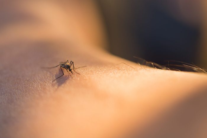 Mosquito sucking blood