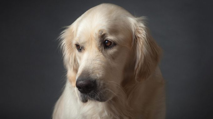 What Can You Give a Dog for Pain?