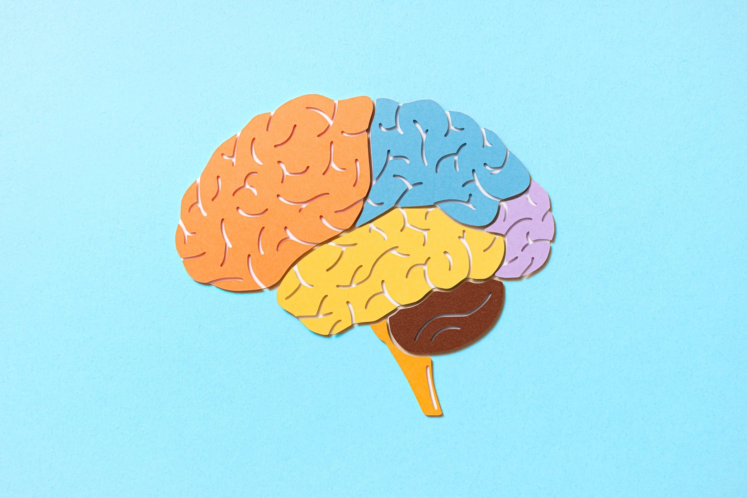 Colorful paper brain illustration rests against a light blue background, each section represented in different colors, showcasing creative design.