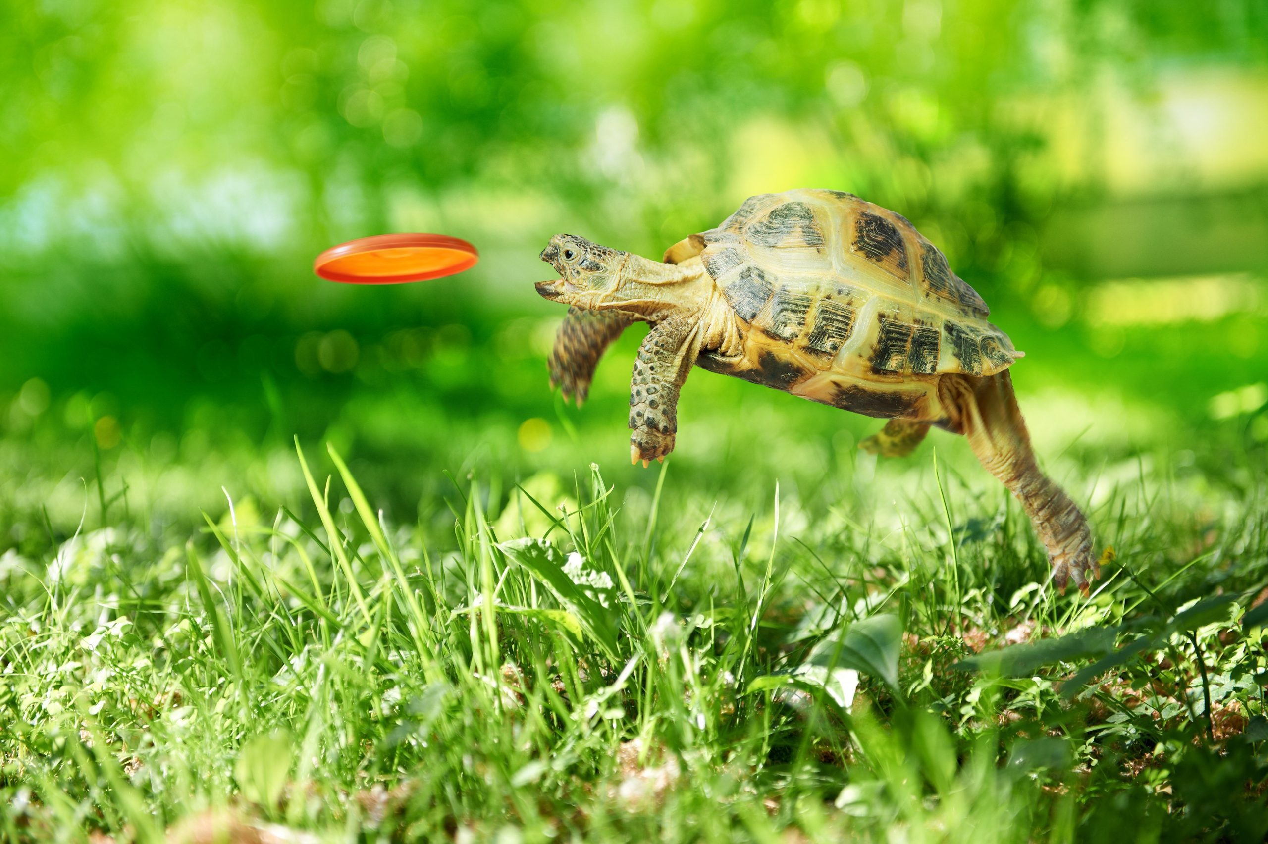 Turtle jumps and catches the frisbee