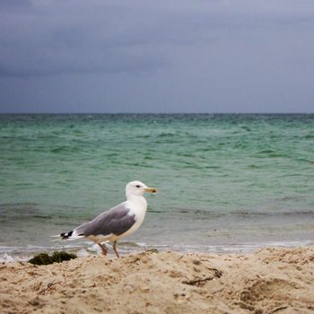Seagull standing on sandy beach, facing right. Background of calm, green ocean meeting overcast sky.