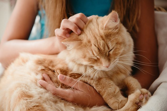 Close up shot big ginger furry cat on the child's knees.