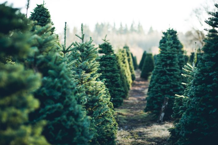 Trees in Rows at a Christmas Tree Farm