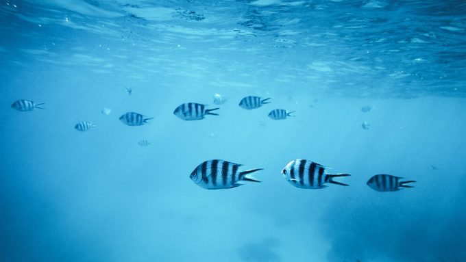Is the Ocean Really Running Out of Fish?