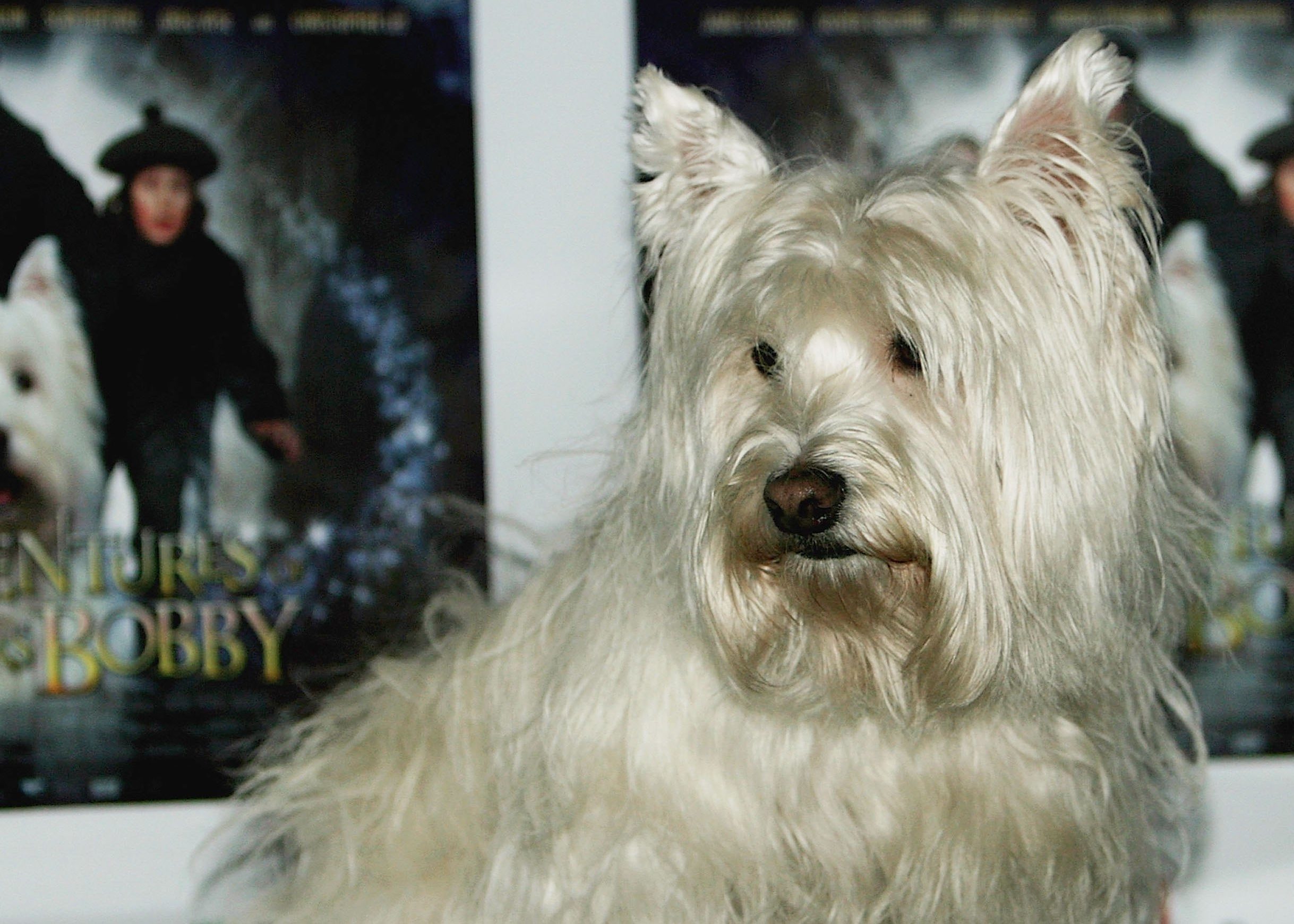 Greyfriars Bobby - UK Gala Premiere