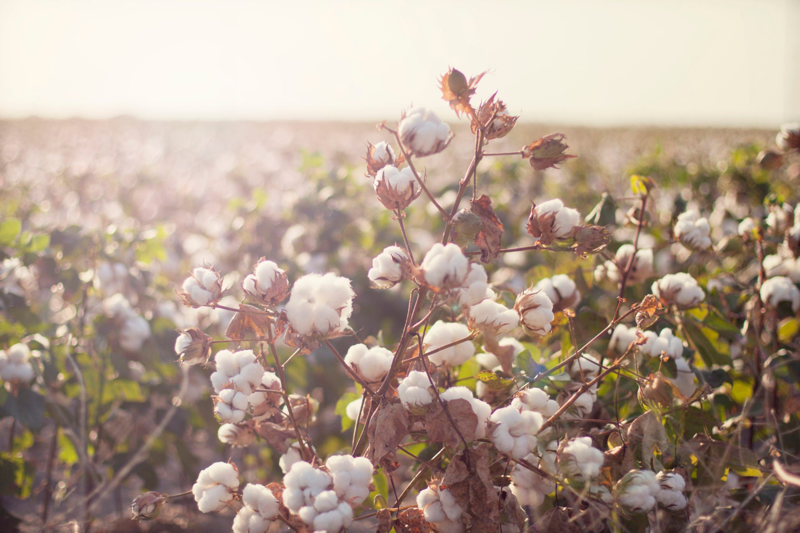 Cottonfield