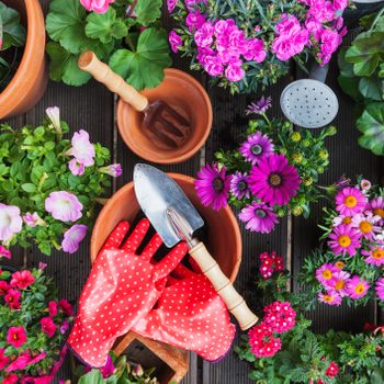 Gardening tools rest among vibrant potted flowers, including pinks and purples, on a wooden deck with soil, pots, and watering can nearby.