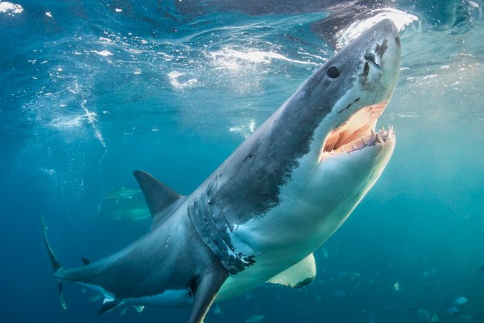 Great white shark with open jaws