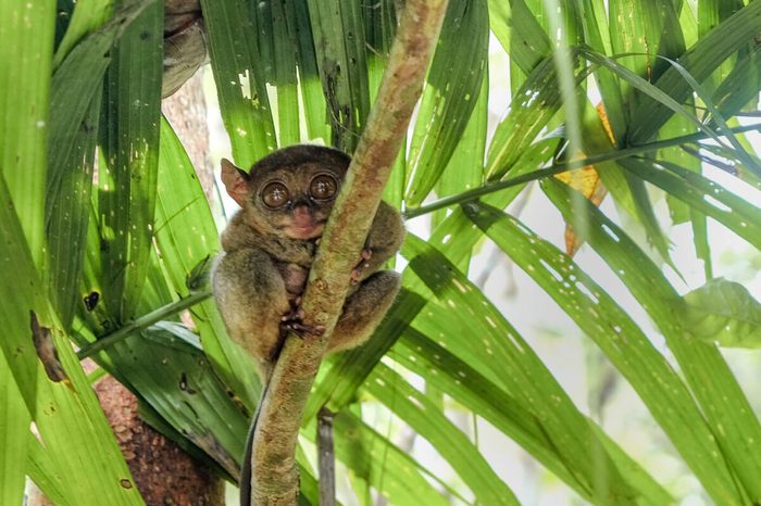 A tarsier grips a slender branch within a dense jungle setting surrounded by green leaves.