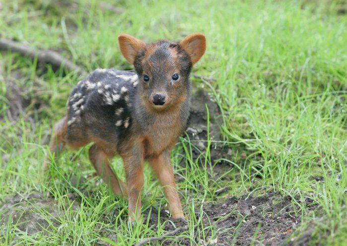 A small fawn stands alert on lush green grass, surrounded by scattered earth and plants.