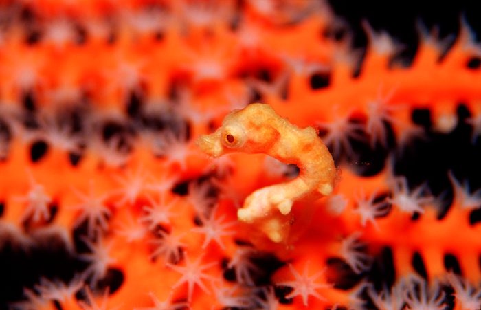A tiny orange seahorse clings to bright orange coral, surrounded by delicate floral patterns.