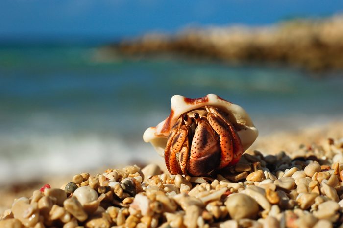 Hermit crab rests inside a shell on a pebbled beach, with blurred ocean and sky in the background.
