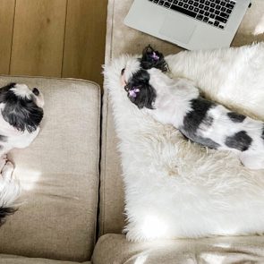Two small dogs rest; one on a beige sofa, the other on a fluffy white pillow beside a laptop, in a cozy living room.