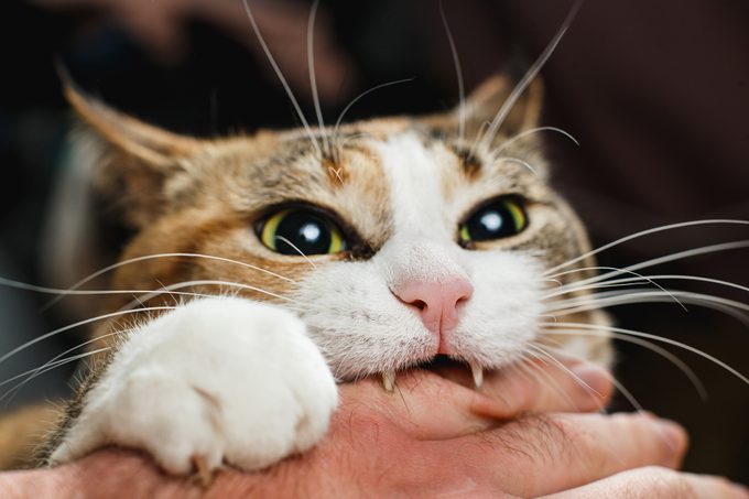 Why Does My Cat Bite Me?