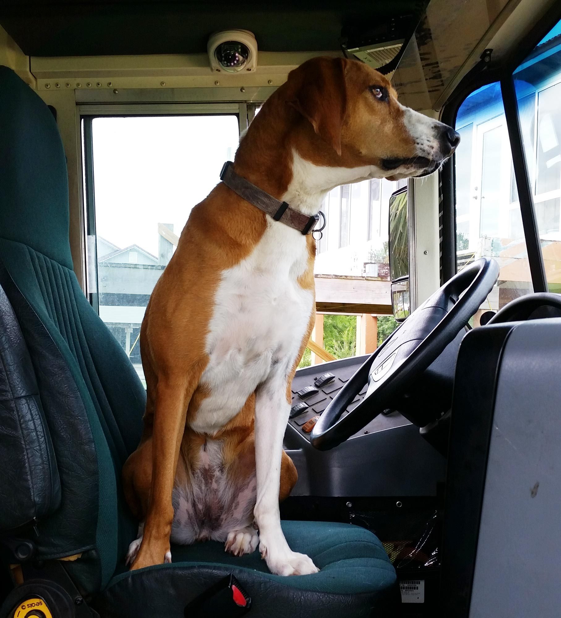 a dog sits in the driver's seat of a school bus
