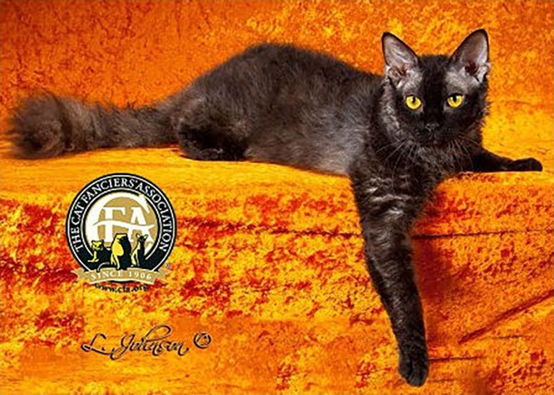 laperm cat
