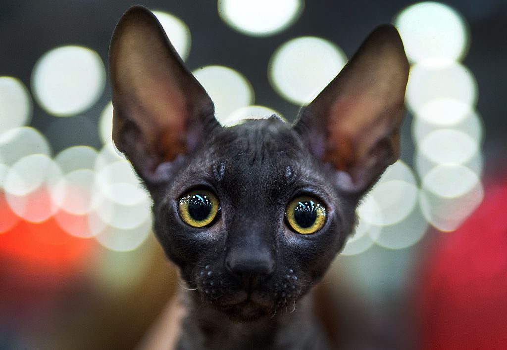 TOPSHOT-RUSSIA-CATSBURG-CATS-SHOW