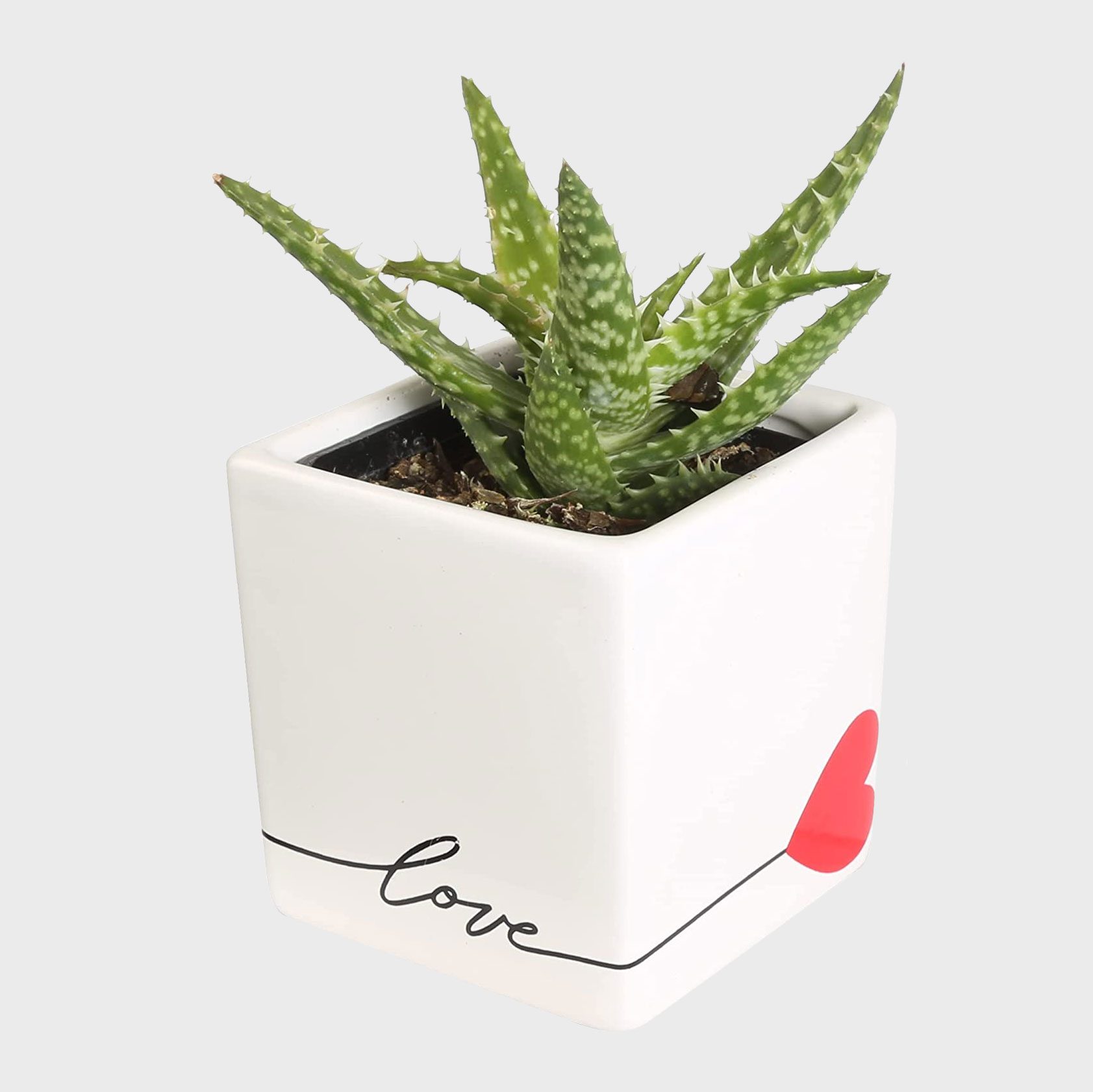 Aloe Vera Plant 