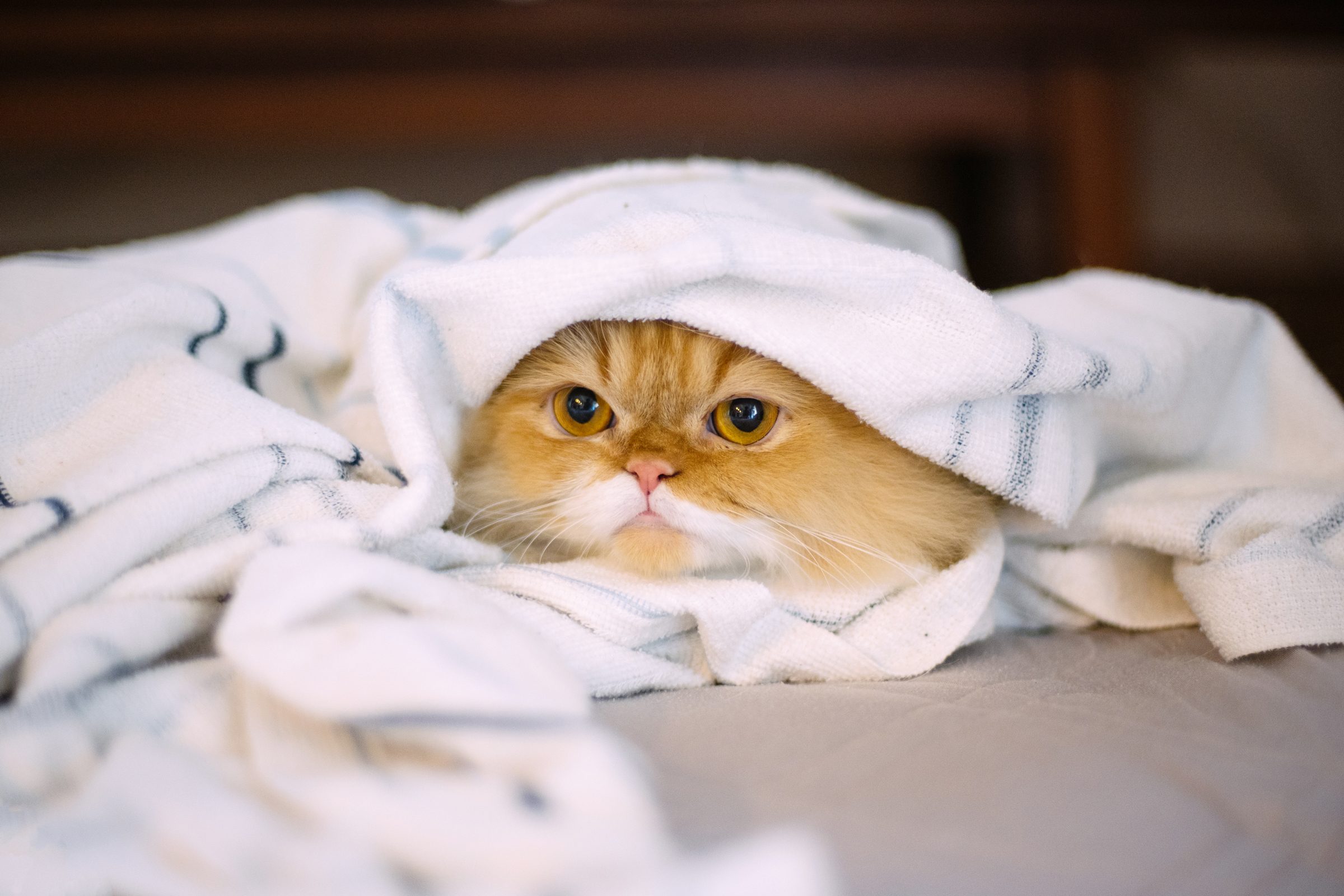 Napolean Cat