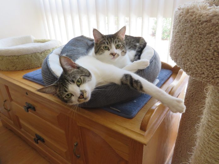 cat friends