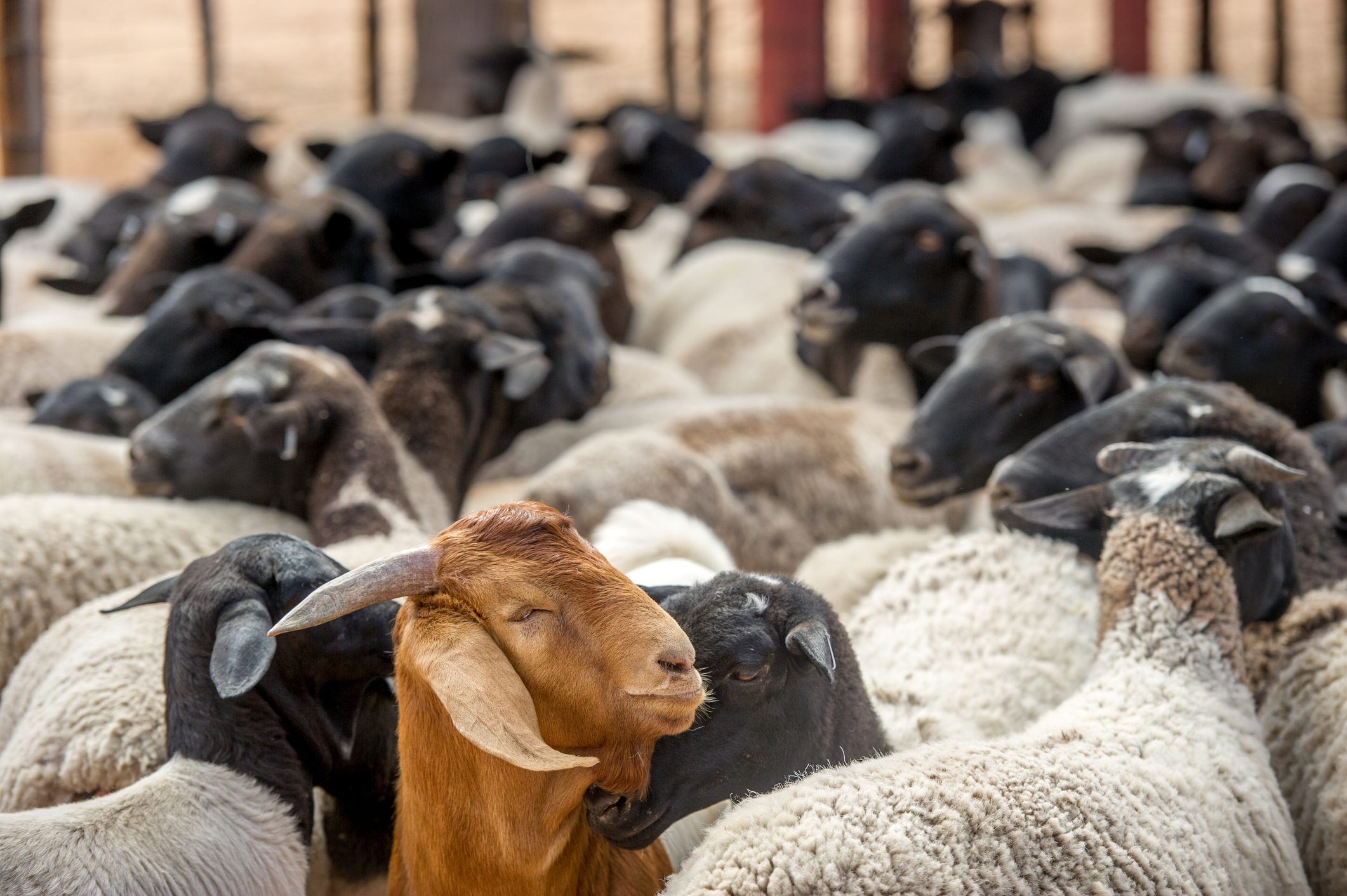 Out of place goat